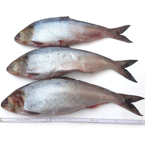 Allis Shad Suffolk Biodiversity Information Service